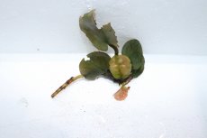 画像2: 【通販 水草】バルクラヤ モトレイ(輸入品)【1株 サンプル画像】（生体）（熱帯魚） (2)