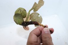 画像3: 【通販 水草】バルクラヤ モトレイ(輸入品)【1株 サンプル画像】（生体）（熱帯魚） (3)