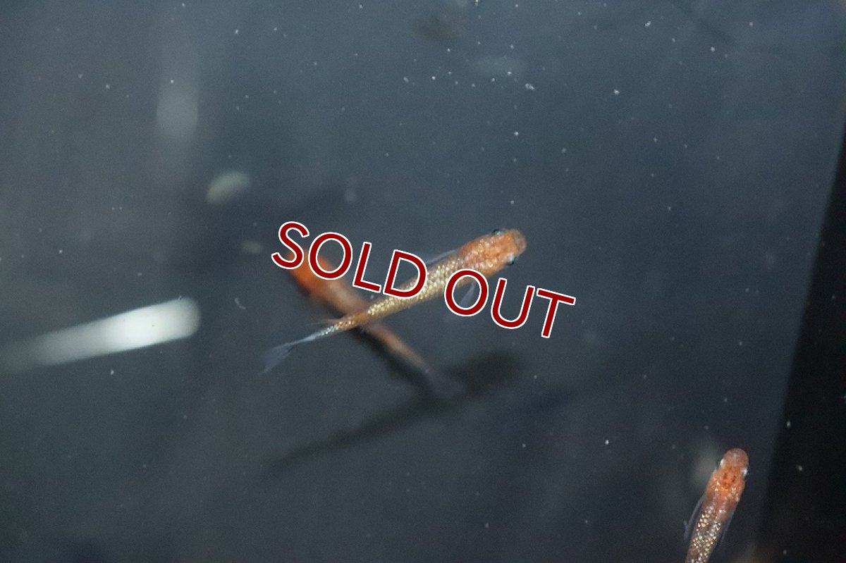 画像2: 【淡水魚】【通販】忘却の翼メダカ【１匹 サンプル画像】(変わりめだか)(生体)(熱帯魚)NKKM (2)