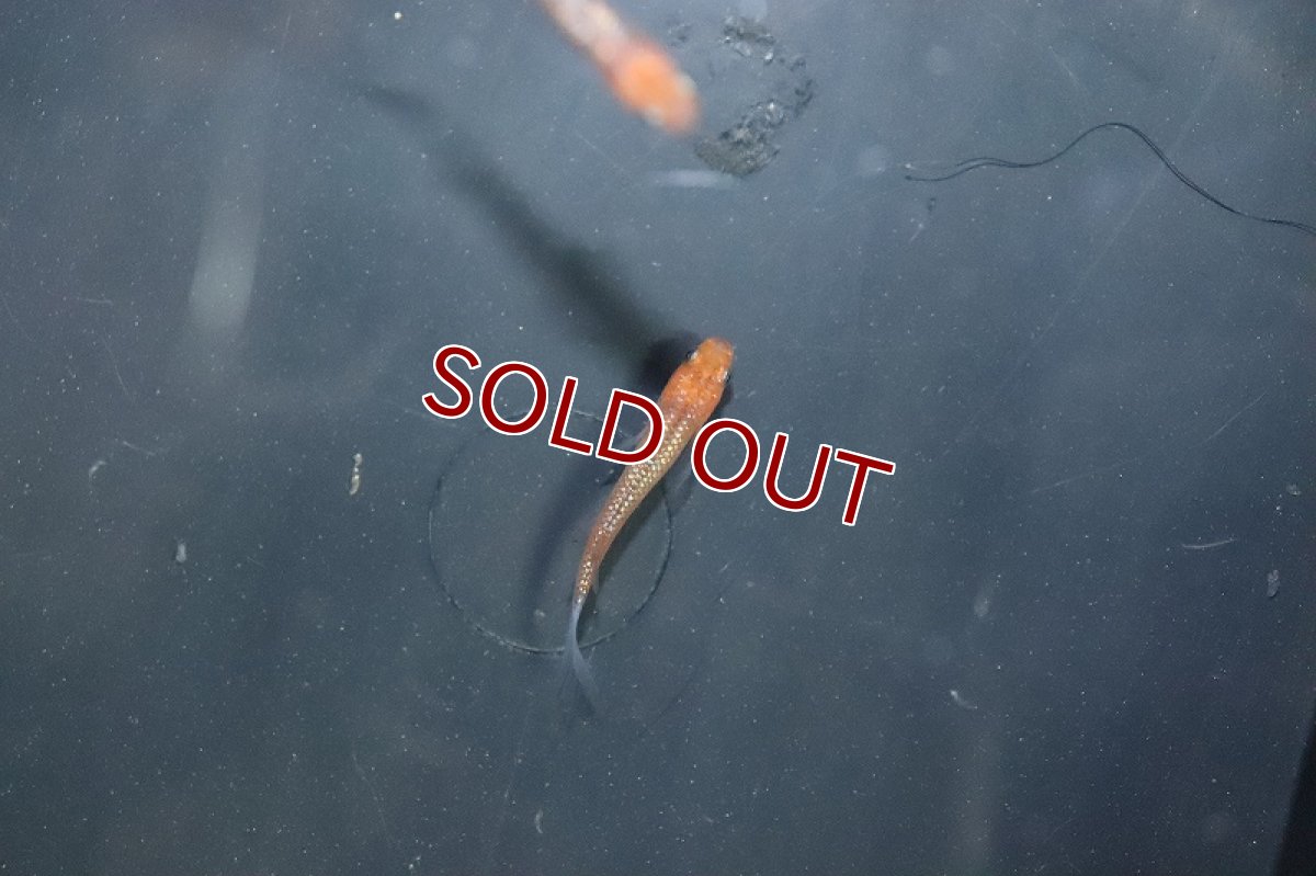 画像3: 【淡水魚】【通販】忘却の翼メダカ【１匹 サンプル画像】(変わりめだか)(生体)(熱帯魚)NKKM (3)