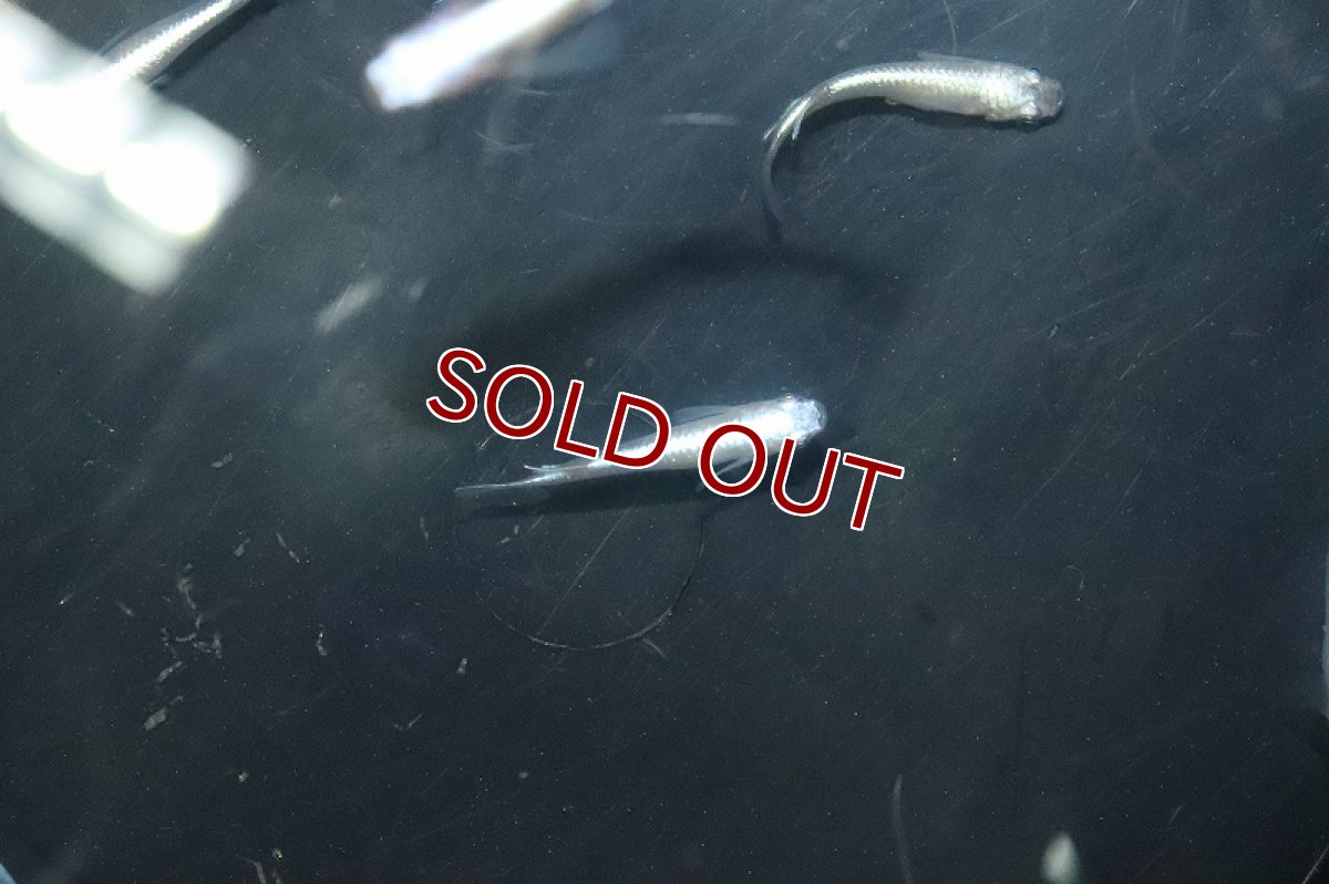 画像2: 【淡水魚】【通販】星河ロングフィンメダカ【カルテット(４匹) サンプル画像】(変わりめだか)(生体)(熱帯魚)NKKM (2)