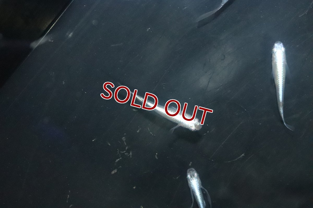 画像3: 【淡水魚】【通販】星河ロングフィンメダカ【カルテット(４匹) サンプル画像】(変わりめだか)(生体)(熱帯魚)NKKM (3)