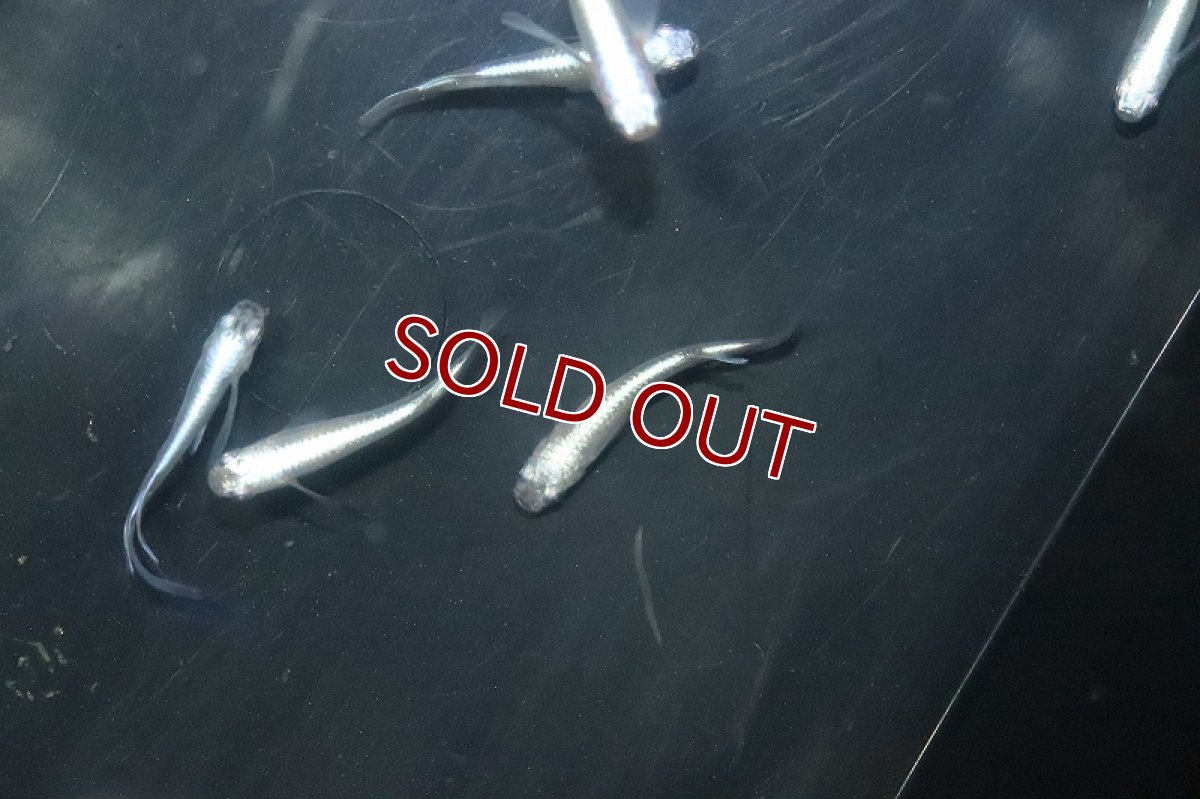 画像4: 【淡水魚】【通販】星河ロングフィンメダカ【カルテット(４匹) サンプル画像】(変わりめだか)(生体)(熱帯魚)NKKM (4)