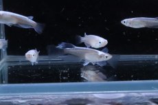 画像5: 【淡水魚】【通販】星河ロングフィンメダカ【カルテット(４匹) サンプル画像】(変わりめだか)(生体)(熱帯魚)NKKM (5)