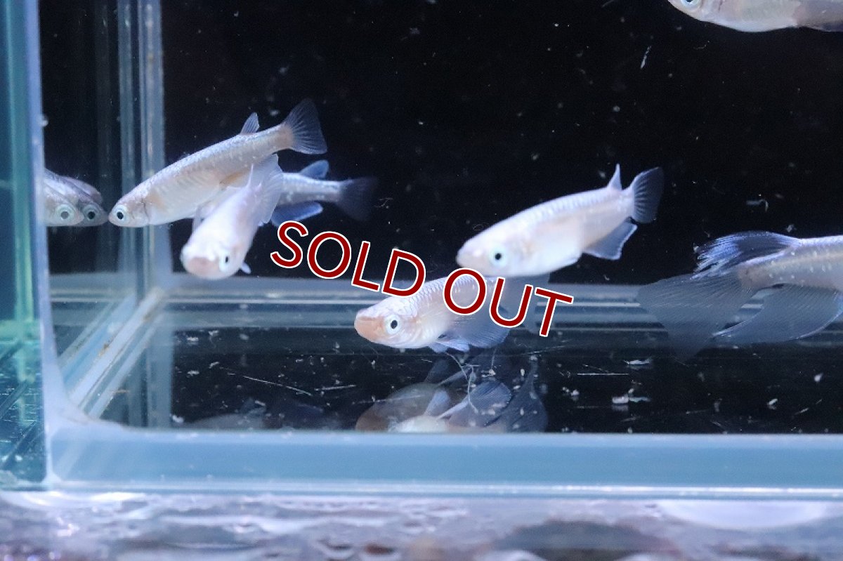 画像6: 【淡水魚】【通販】星河ロングフィンメダカ【カルテット(４匹) サンプル画像】(変わりめだか)(生体)(熱帯魚)NKKM (6)