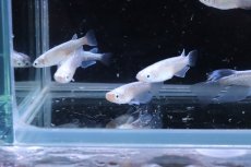 画像6: 【淡水魚】【通販】星河ロングフィンメダカ【カルテット(４匹) サンプル画像】(変わりめだか)(生体)(熱帯魚)NKKM (6)