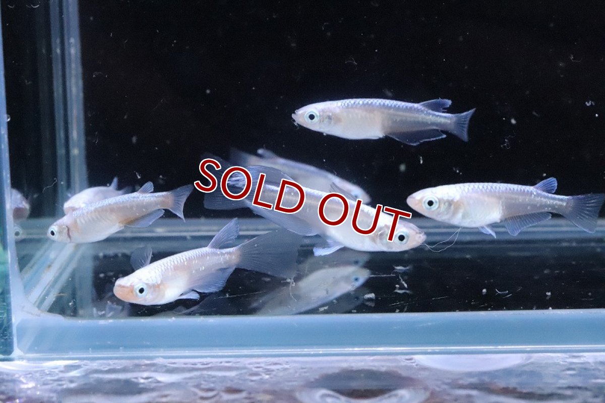 画像7: 【淡水魚】【通販】星河ロングフィンメダカ【カルテット(４匹) サンプル画像】(変わりめだか)(生体)(熱帯魚)NKKM (7)