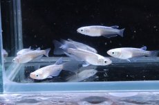 画像7: 【淡水魚】【通販】星河ロングフィンメダカ【カルテット(４匹) サンプル画像】(変わりめだか)(生体)(熱帯魚)NKKM (7)