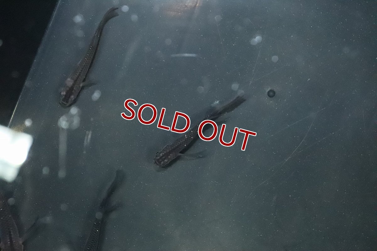 画像3: 【淡水魚】【通販】琥珀ロングフィンメダカ【トリオ サンプル画像】(変わりめだか)(生体)(熱帯魚)NKKM (3)