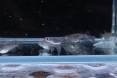 画像4: 【淡水魚】【通販】琥珀ロングフィンメダカ【トリオ サンプル画像】(変わりめだか)(生体)(熱帯魚)NKKM (4)