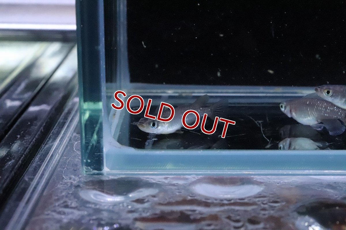 画像5: 【淡水魚】【通販】琥珀ロングフィンメダカ【トリオ サンプル画像】(変わりめだか)(生体)(熱帯魚)NKKM (5)