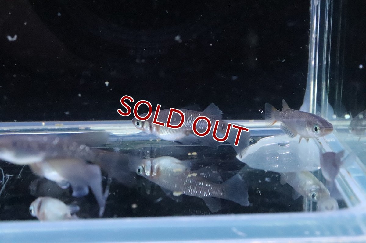 画像6: 【淡水魚】【通販】琥珀ロングフィンメダカ【トリオ サンプル画像】(変わりめだか)(生体)(熱帯魚)NKKM (6)