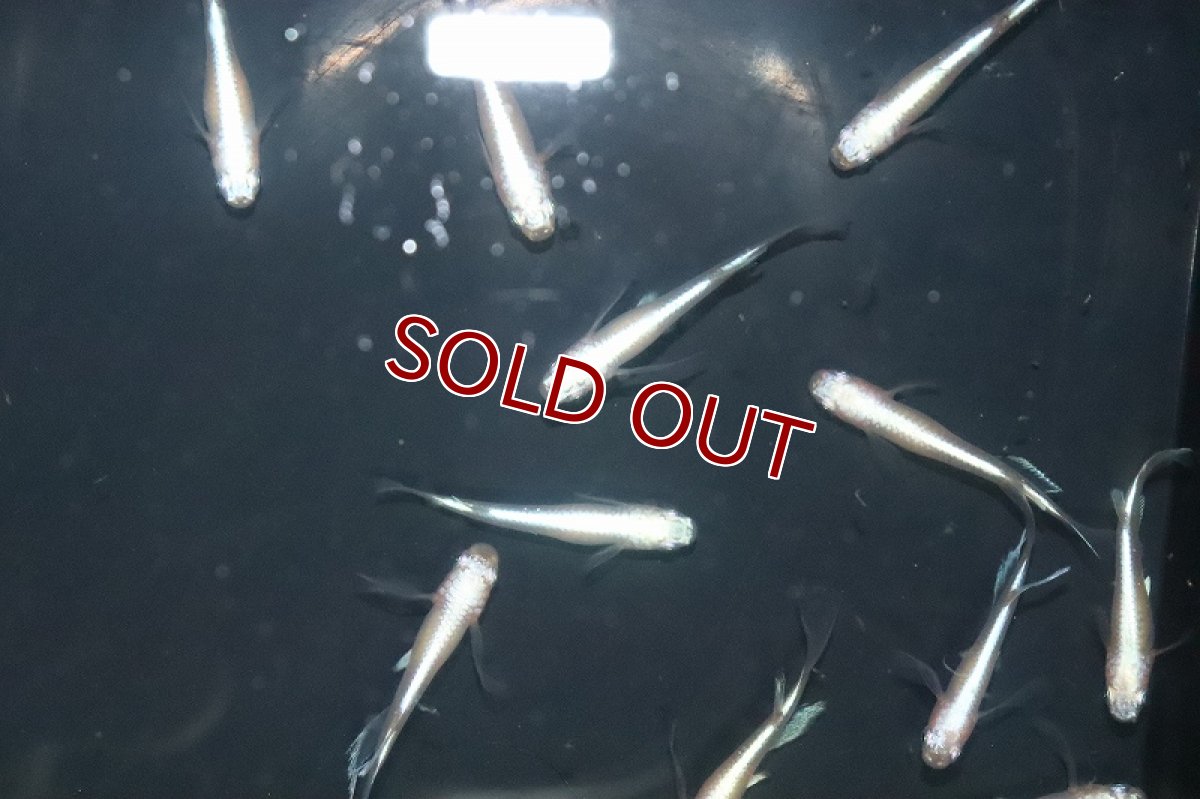 画像2: 【淡水魚】【通販】紅蓮ロングフィンメダカ【カルテット(４匹) サンプル画像】(変わりめだか)(生体)(熱帯魚)NKKM (2)