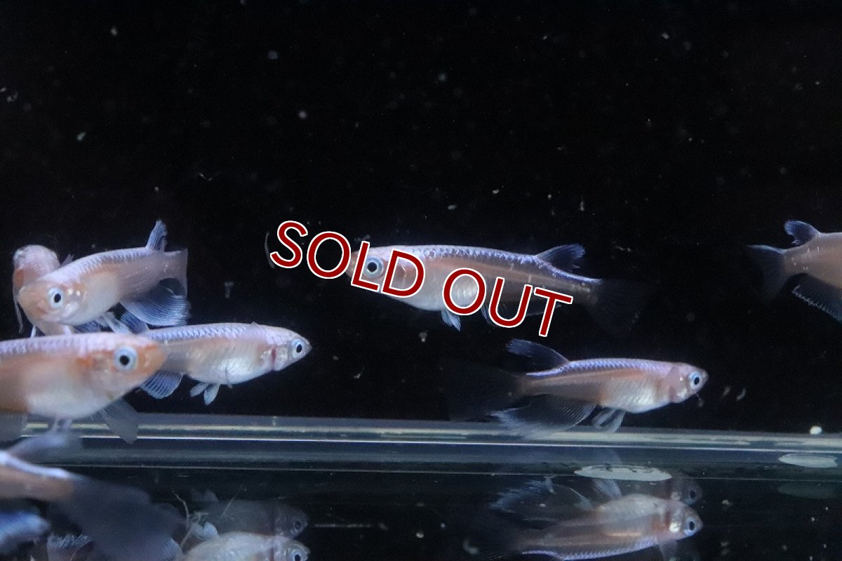 画像4: 【淡水魚】【通販】紅蓮ロングフィンメダカ【カルテット(４匹) サンプル画像】(変わりめだか)(生体)(熱帯魚)NKKM (4)