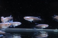 画像4: 【淡水魚】【通販】紅蓮ロングフィンメダカ【カルテット(４匹) サンプル画像】(変わりめだか)(生体)(熱帯魚)NKKM (4)