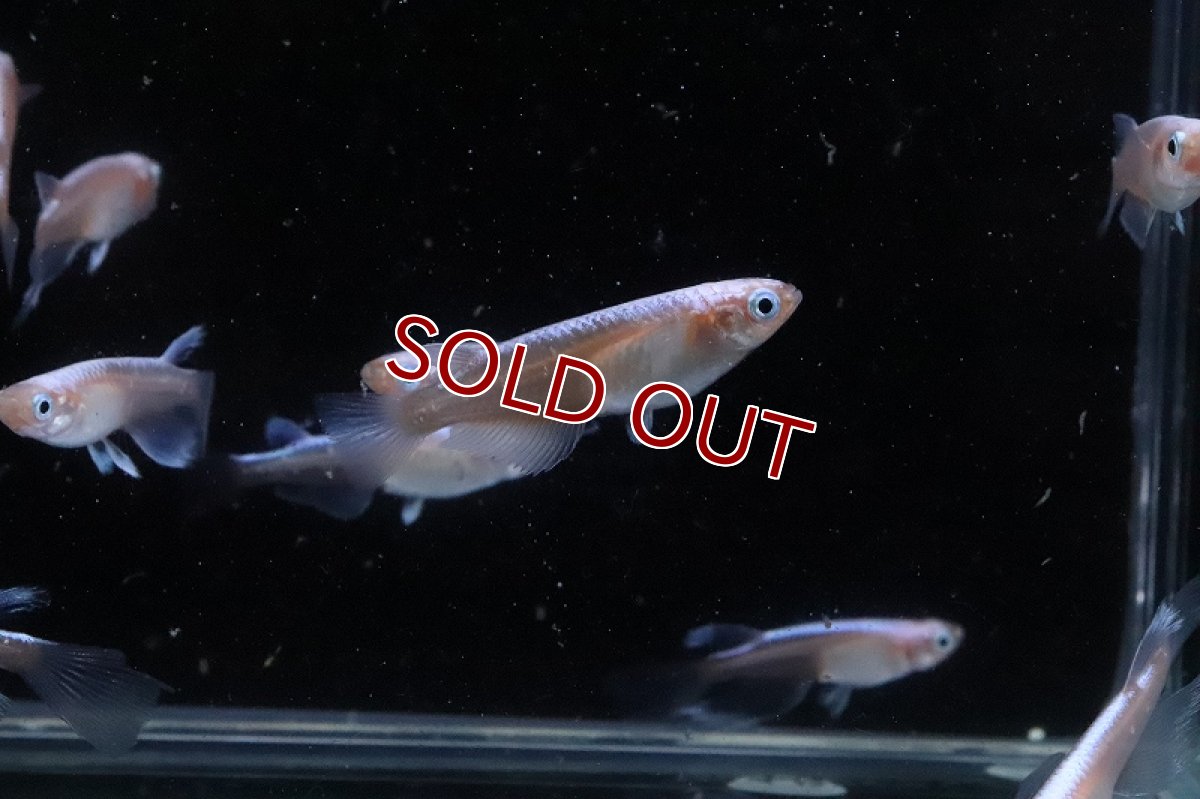 画像5: 【淡水魚】【通販】紅蓮ロングフィンメダカ【カルテット(４匹) サンプル画像】(変わりめだか)(生体)(熱帯魚)NKKM (5)