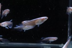 画像5: 【淡水魚】【通販】紅蓮ロングフィンメダカ【カルテット(４匹) サンプル画像】(変わりめだか)(生体)(熱帯魚)NKKM (5)