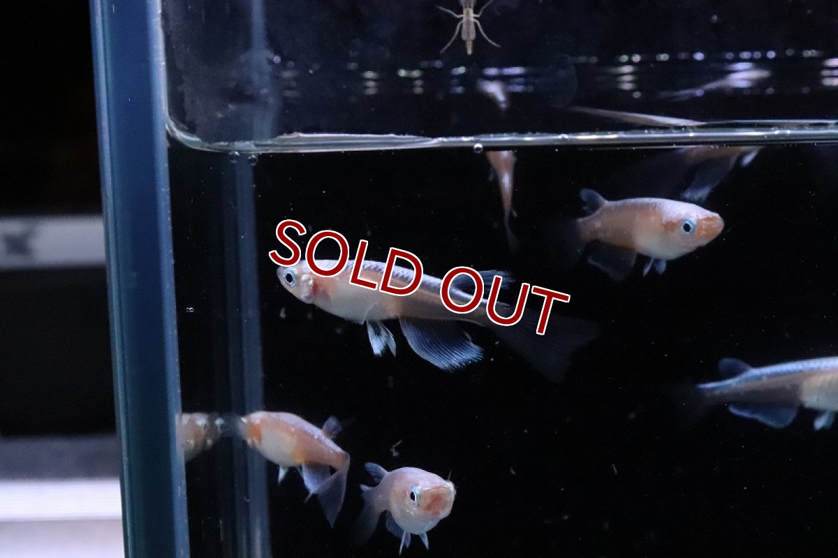 画像6: 【淡水魚】【通販】紅蓮ロングフィンメダカ【カルテット(４匹) サンプル画像】(変わりめだか)(生体)(熱帯魚)NKKM (6)