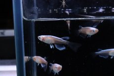 画像6: 【淡水魚】【通販】紅蓮ロングフィンメダカ【カルテット(４匹) サンプル画像】(変わりめだか)(生体)(熱帯魚)NKKM (6)