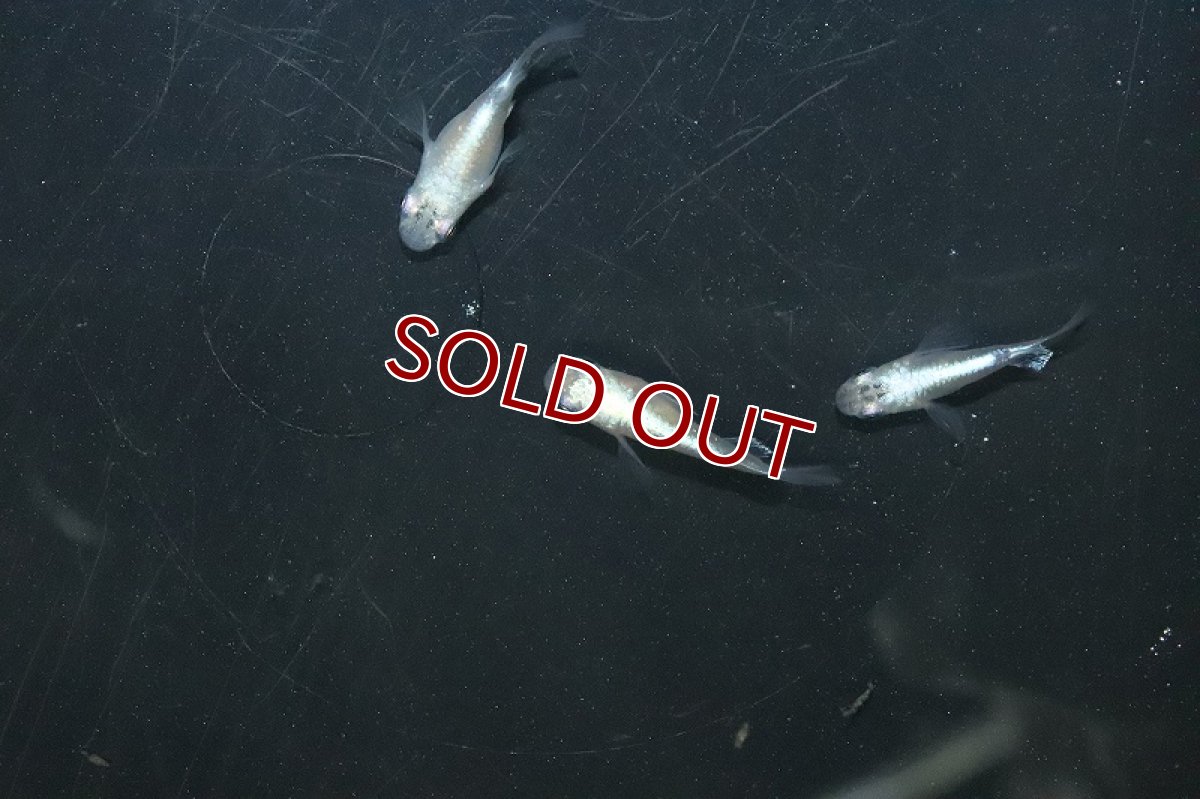 画像2: 【淡水魚】【通販】プレゼント企画 ダルマメダカ【1匹 サンプル画像】(変わりめだか)(生体)(熱帯魚)NKKM (2)