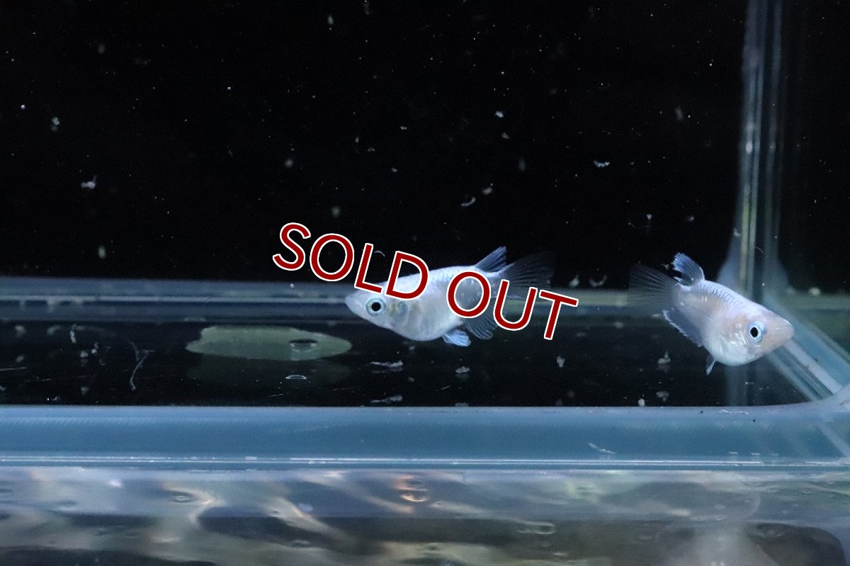 画像3: 【淡水魚】【通販】プレゼント企画 ダルマメダカ【1匹 サンプル画像】(変わりめだか)(生体)(熱帯魚)NKKM (3)