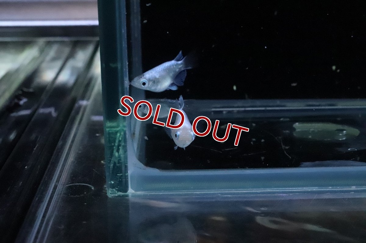 画像4: 【淡水魚】【通販】プレゼント企画 ダルマメダカ【1匹 サンプル画像】(変わりめだか)(生体)(熱帯魚)NKKM (4)