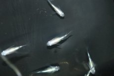 画像1: 【淡水魚】【通販】半ダルマ幹之メダカ【１匹 サンプル画像】(変わりめだか)(生体)(熱帯魚)NKKM (1)