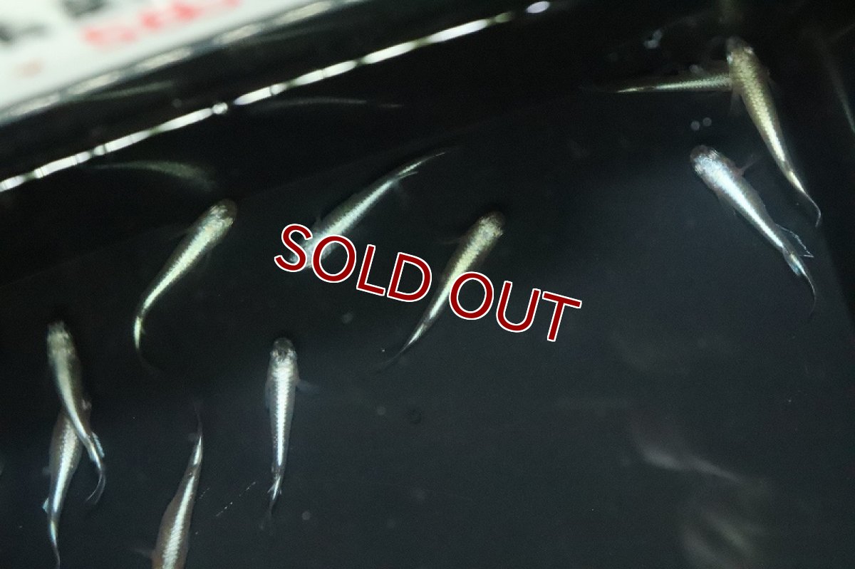 画像2: 【淡水魚】【通販】青星河メダカ【１匹 サンプル画像】(変わりめだか)(生体)(熱帯魚)NKKM (2)