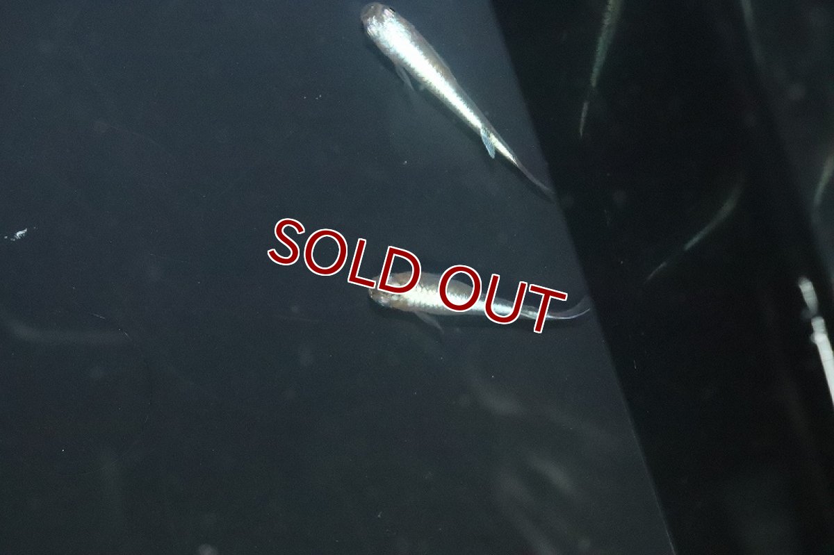 画像3: 【淡水魚】【通販】青星河メダカ【１匹 サンプル画像】(変わりめだか)(生体)(熱帯魚)NKKM (3)