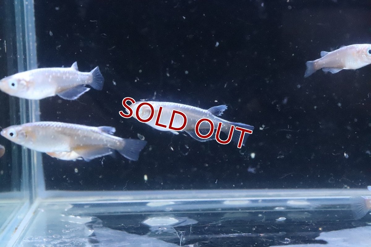 画像4: 【淡水魚】【通販】青星河メダカ【１匹 サンプル画像】(変わりめだか)(生体)(熱帯魚)NKKM (4)