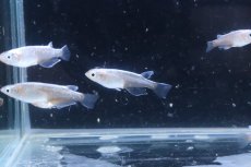 画像4: 【淡水魚】【通販】青星河メダカ【１匹 サンプル画像】(変わりめだか)(生体)(熱帯魚)NKKM (4)