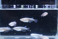 画像5: 【淡水魚】【通販】青星河メダカ【１匹 サンプル画像】(変わりめだか)(生体)(熱帯魚)NKKM (5)