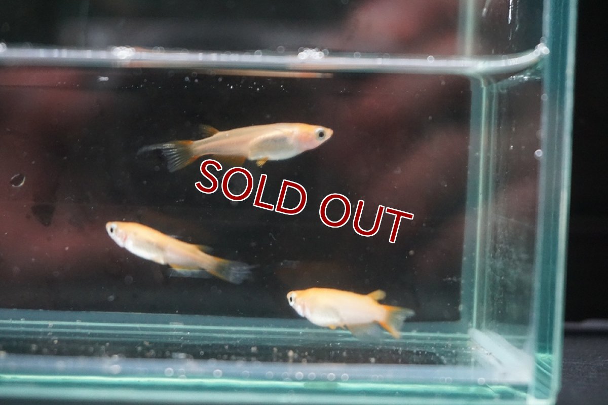 画像2: 【淡水魚】楊貴妃 天女の舞【１匹 サンプル画像】(変わりメダカ)(生体)(熱帯魚)FTKM (2)