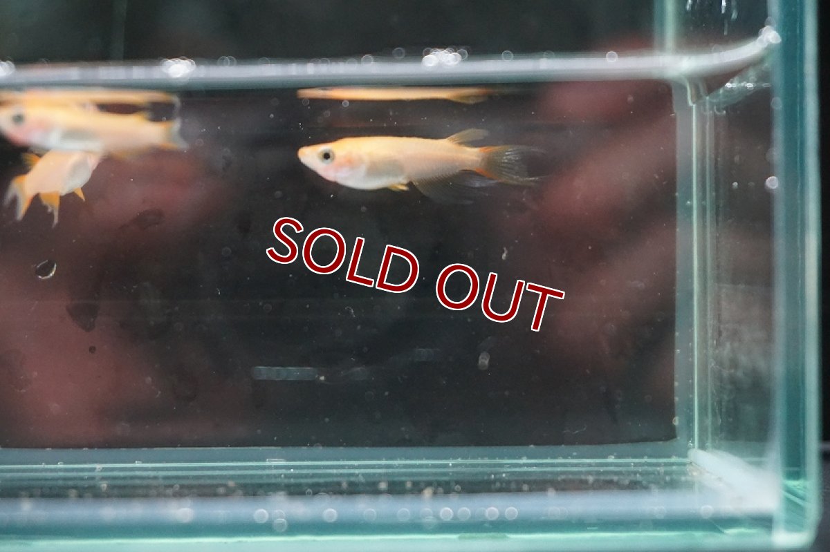 画像3: 【淡水魚】楊貴妃 天女の舞【１匹 サンプル画像】(変わりメダカ)(生体)(熱帯魚)FTKM (3)