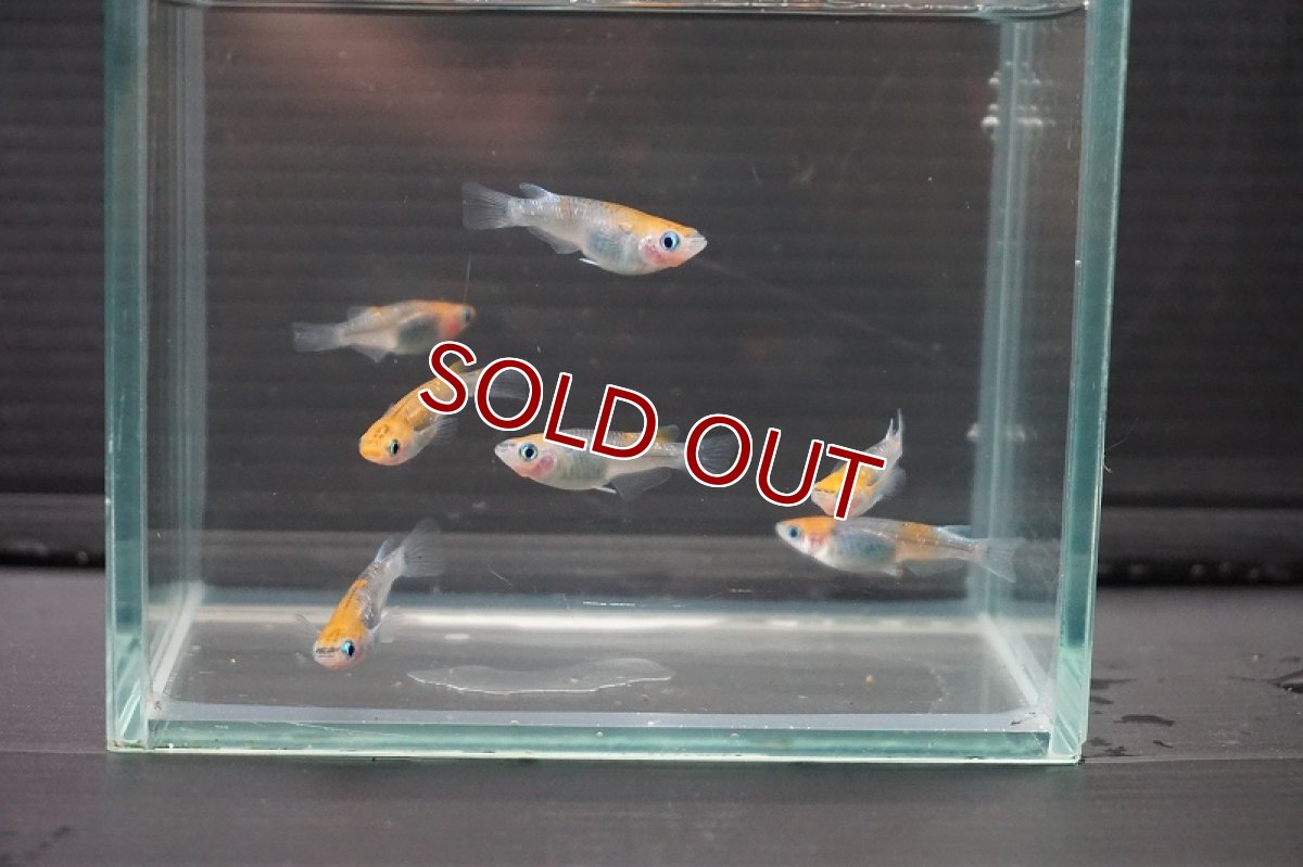 画像2: 【淡水魚】女雛ラメメダカ【１匹 サンプル画像】(変わりメダカ)(生体)(熱帯魚)FTKM (2)