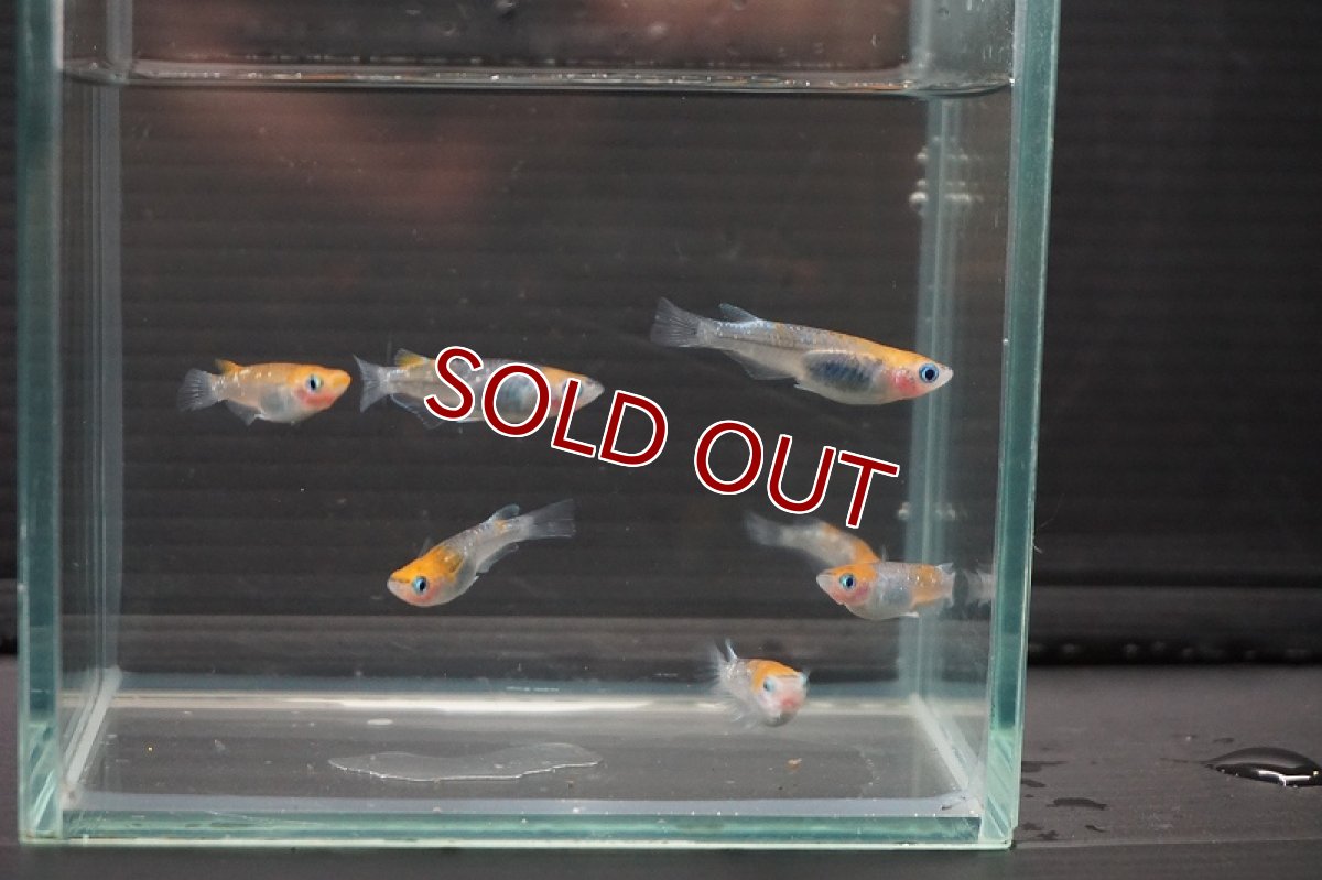 画像3: 【淡水魚】女雛ラメメダカ【１匹 サンプル画像】(変わりメダカ)(生体)(熱帯魚)FTKM (3)