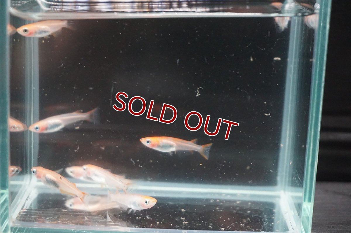 画像2: 【淡水魚】来光メダカ【１匹 サンプル画像】(変わりメダカ)(生体)(熱帯魚)FTKM (2)