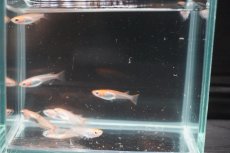 画像2: 【淡水魚】【通販】来光メダカ【１匹 サンプル画像】(変わりメダカ)(生体)(熱帯魚)FTKM (2)