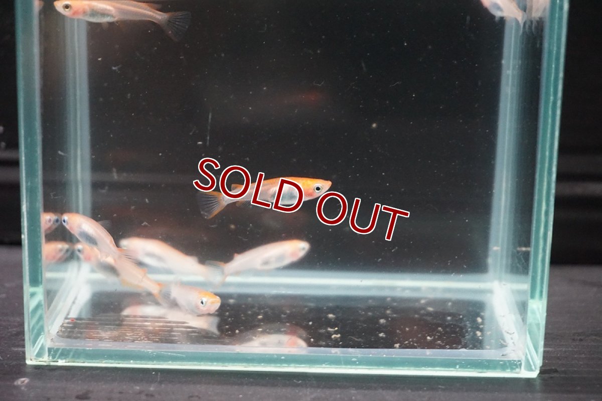 画像3: 【淡水魚】来光メダカ【１匹 サンプル画像】(変わりメダカ)(生体)(熱帯魚)FTKM (3)