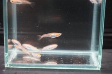 画像3: 【淡水魚】【通販】来光メダカ【１匹 サンプル画像】(変わりメダカ)(生体)(熱帯魚)FTKM (3)