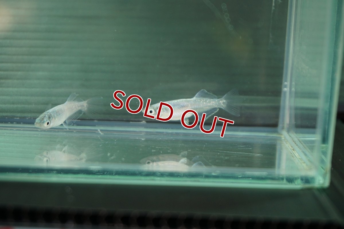 画像2: 【淡水魚】ブルージェイ【１匹サンプル画像】(変わりメダカ)(生体)(熱帯魚)FTKM (2)