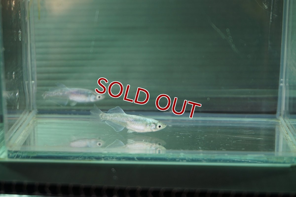 画像3: 【淡水魚】ブルージェイ【１匹サンプル画像】(変わりメダカ)(生体)(熱帯魚)FTKM (3)