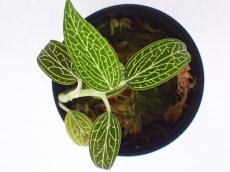 画像1: 【水草】【通販】ルディシア ディスカラー アルバ【1つ サンプル画像】(観葉植物) (1)