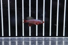 画像1: 【淡水魚】【通販】ノソブランキウス ルブリピニス【１ペア サンプル画像】(卵生メダカ)(生体)(熱帯魚)NK (1)