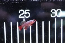 画像3: 【淡水魚】【通販】ノソブランキウス ルブリピニス【１ペア サンプル画像】(卵生メダカ)(生体)(熱帯魚)NK (3)