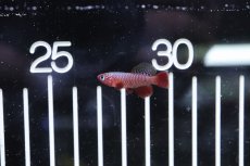 画像4: 【淡水魚】【通販】ノソブランキウス ルブリピニス【１ペア サンプル画像】(卵生メダカ)(生体)(熱帯魚)NK (4)