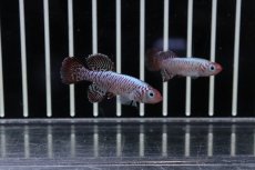 画像1: 【淡水魚】【通販】ノソブランキウス エッゲルシー【１ペア サンプル画像】(卵生メダカ)(生体)(熱帯魚)NK (1)