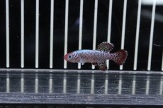 画像2: 【淡水魚】【通販】ノソブランキウス エッゲルシー【１ペア サンプル画像】(卵生メダカ)(生体)(熱帯魚)NK (2)