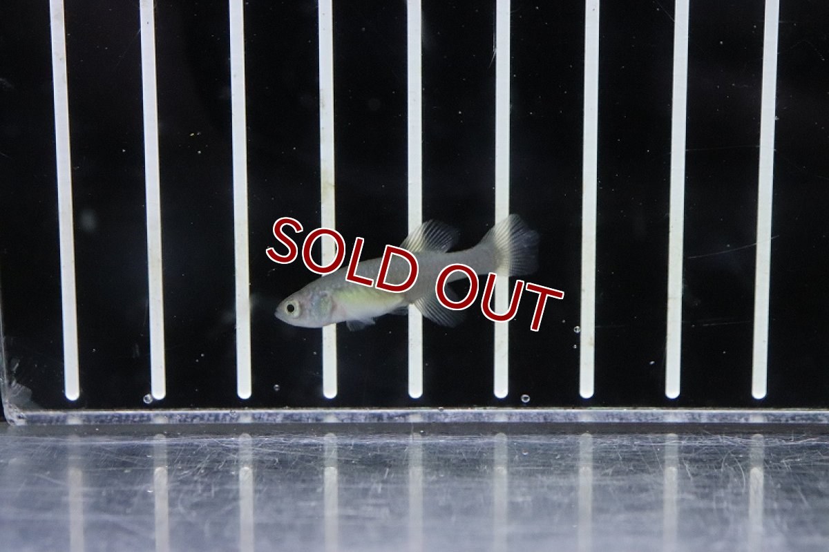 画像3: 【淡水魚】ノソブランキウス エッゲルシー【１ペア サンプル画像】(卵生メダカ)(生体)(熱帯魚)NK (3)