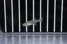 画像3: 【淡水魚】【通販】ノソブランキウス エッゲルシー【１ペア サンプル画像】(卵生メダカ)(生体)(熱帯魚)NK (3)